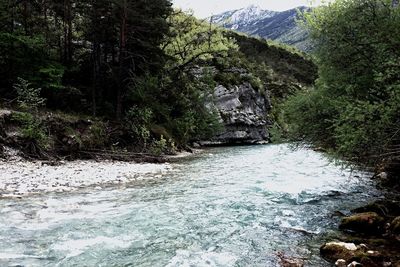 River passing through a forest