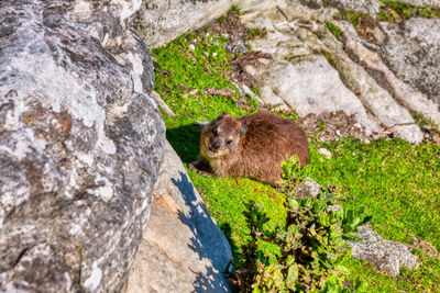 High angle view of a rock