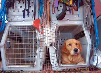 Transporting a dog in a transport box in a car