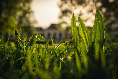 Close-up of wet plants growing on field