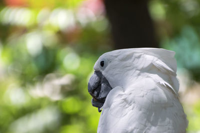 Close-up of parrot