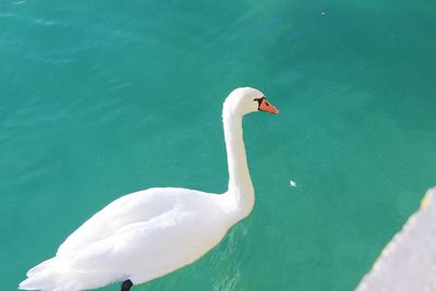 High angle view of swan swimming in lake