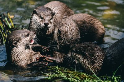 Otters play in a river