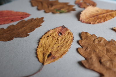 Close-up of leaves on marble