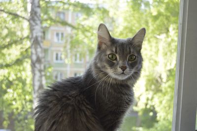 Close-up portrait of cat