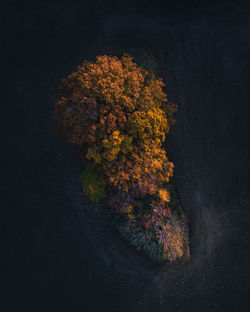 High angle view of trees 