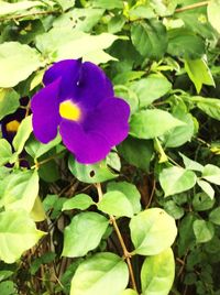 Close-up of purple flowers blooming outdoors