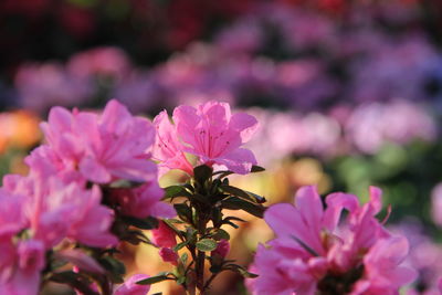 Close-up of pink flowering plant
