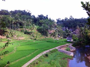 Scenic view of green landscape against clear sky