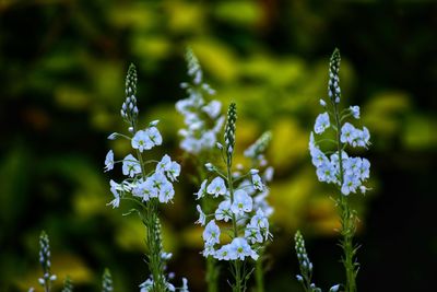 Close-up of white flowering plant