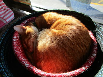 High angle view of cat sleeping