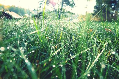 Close-up of dew drops on grass