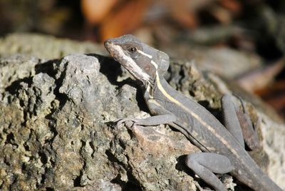 Close-up of a lizard on rock