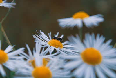 Close-up of white daisy flowers