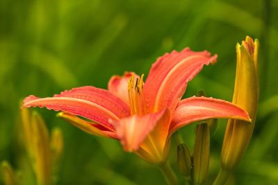 Close-up of day lily flower and buds growing at park