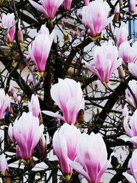 Close-up of pink magnolia blossoms in spring