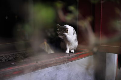 Close-up of a cat looking away