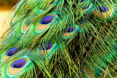 Close-up of peacock