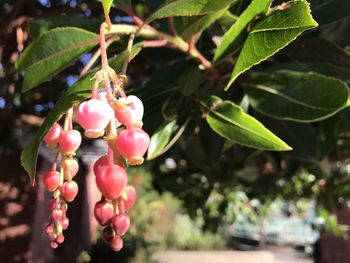 Close-up of fruits on tree