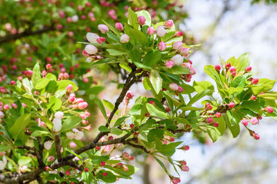 Close-up of flowering plants on tree