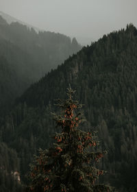 Pine trees in forest against sky