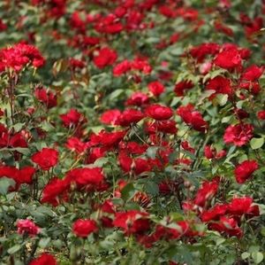 Full frame of red flowers