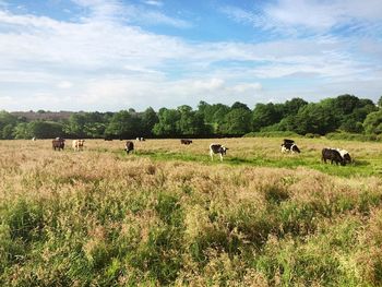 Sheep grazing on grassy field