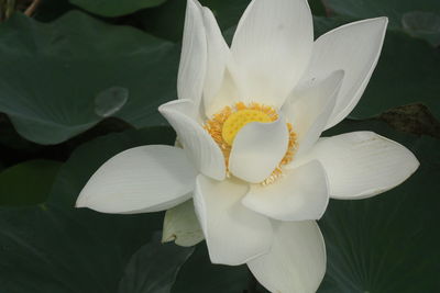 Close-up of white flowering plant