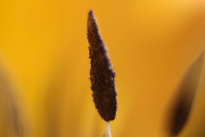 Close-up of flower against blurred background