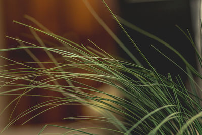 Close-up of wheat growing on field