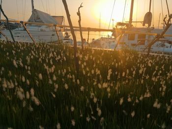 Panoramic shot of plants on field against sky during sunset