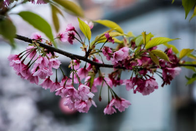 Close-up of pink flowering plant