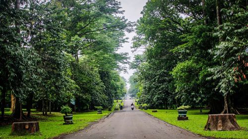 Empty road amidst trees in park