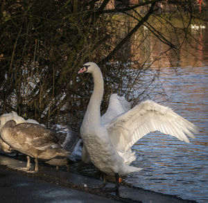 Swan in a lake