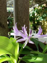 Close-up of purple flowers blooming outdoors