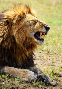 Close-up of a cat looking away