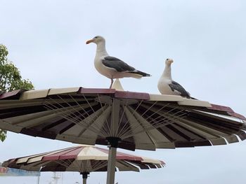 Low angle view of seagulls perching on roof against sky