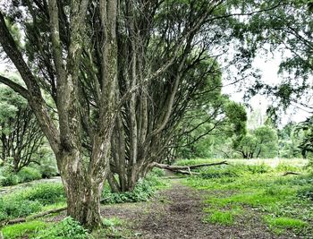 Trees growing in forest