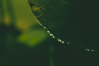 Close-up of caterpillar on plant