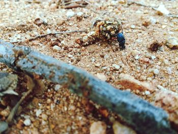 Close-up of bee on beach