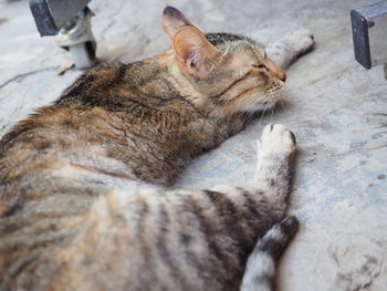 High angle view of cat sleeping