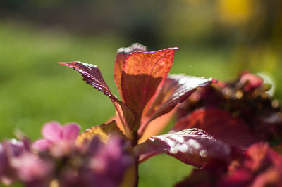 Close-up of flower against blurred background