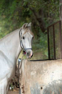 Close-up of a horse