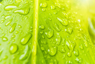 Full frame shot of raindrops on leaves