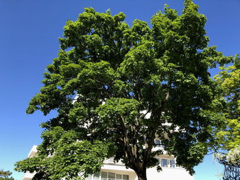 Low angle view of tree against clear sky