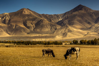 Horses in a field