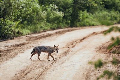 Full length of jackal walking on dirt road in forest