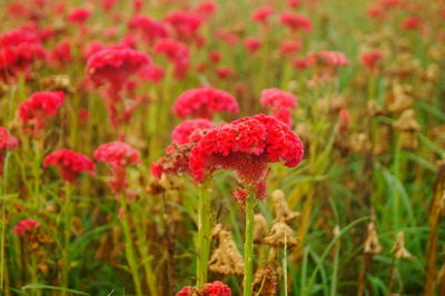 Close-up of red flowering plants on field