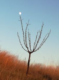 Bare tree against clear sky