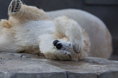 Polar bear lying on rock at zoo